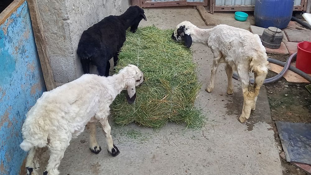 3 ta egiz barra sotiladi