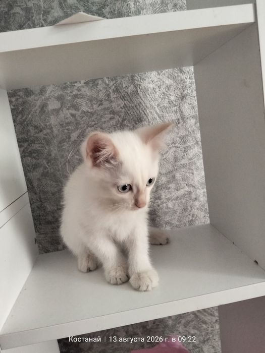 Отдам котёнка в добрые руки