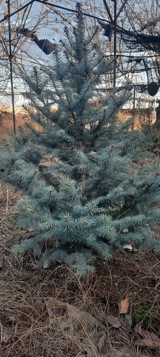 Голубая ель сотилади