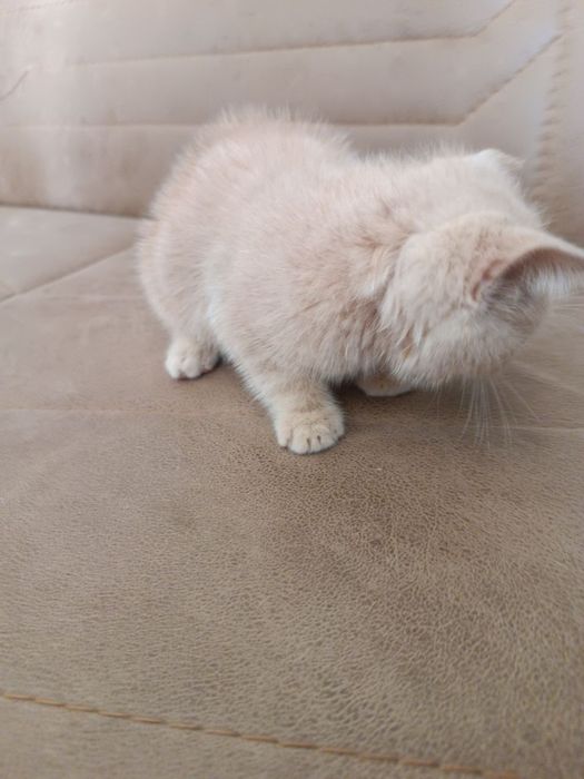 Котята породы Скоттиш Страйт — 1,5 месяца