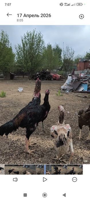 В продаже дакан цыплята