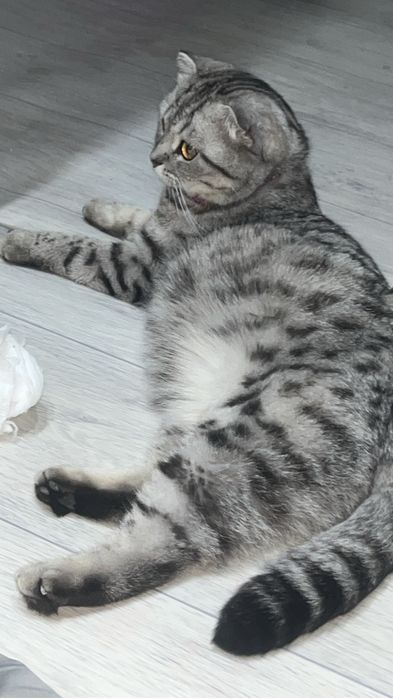 Скоттиш фолд котята Актобе