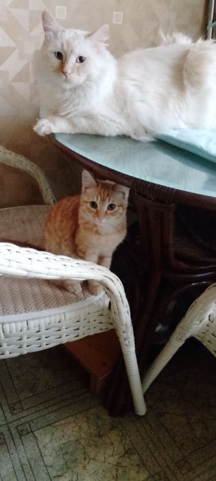 Меня зовут Персик!