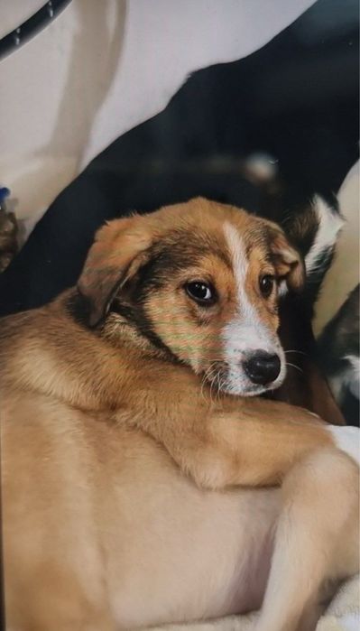 Маленькие щенки в поисках дома ! Ташкент! СРОЧНО!