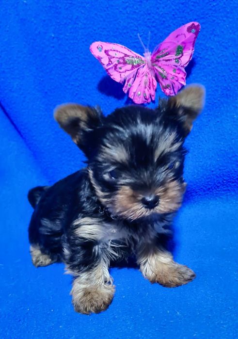 Продам щенков йоркширского терьера