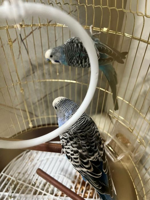 Голубой попугай пара