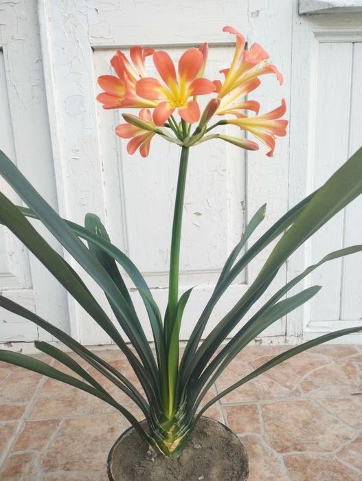 Продается кливия