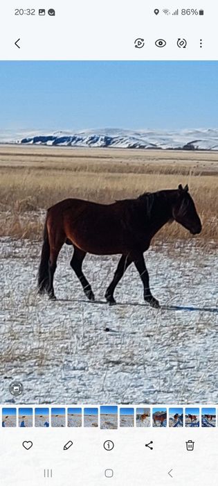 Сельхоз животные