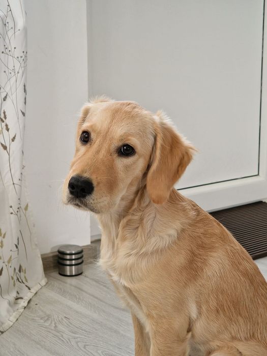 Plimb caini - Bucuresti