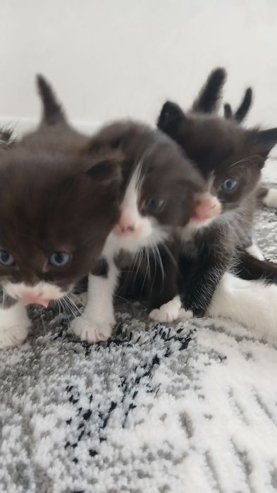 Отдаю Даром котят в добрые руки!