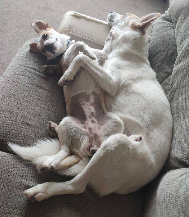 Кученце порода ЛЮБОВ