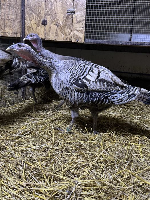 Curcani de rasă Narragansett oua incubat, pui mici Australorp Brahma