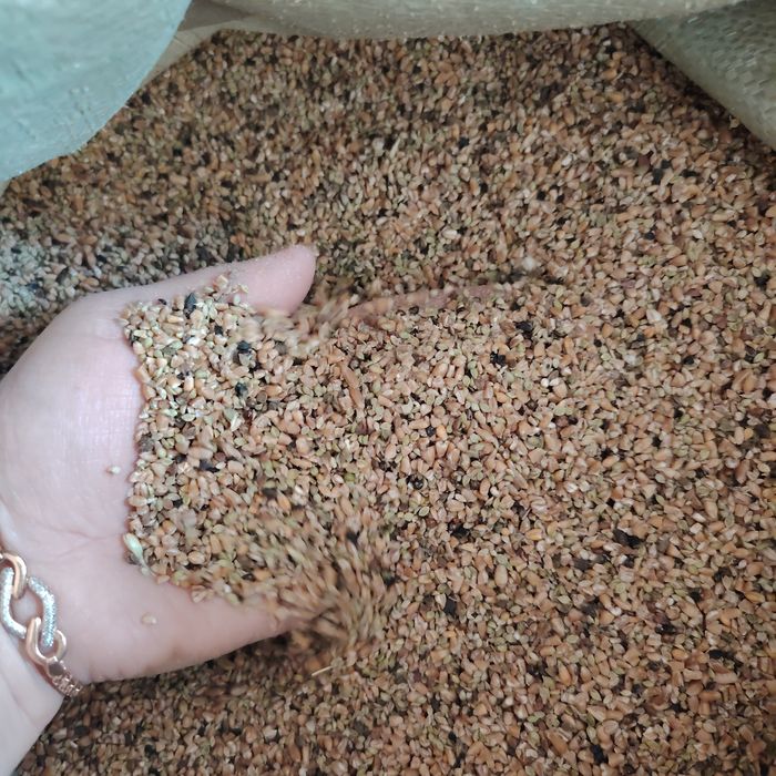 Продам корм зерно отходы, сечку, отруби