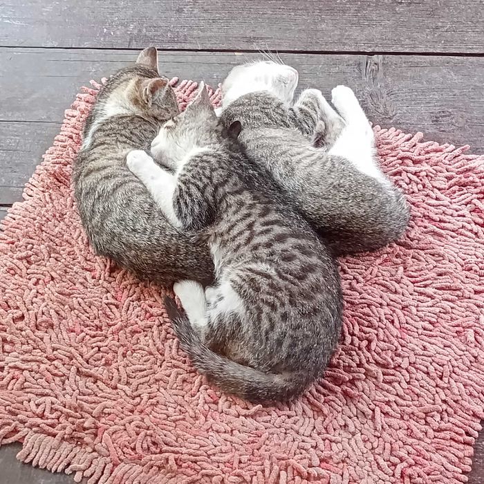 Donez pui de pisică, aproximativ 10 săptămâni