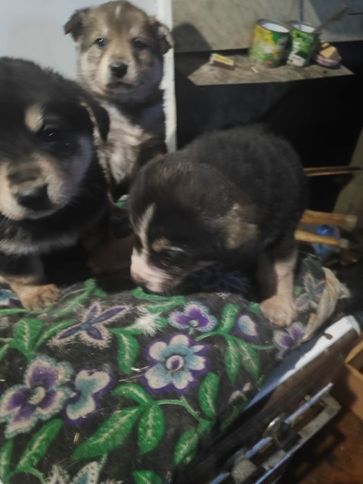 Отдам щенков бесплатно