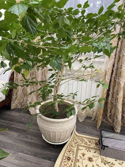Продам китайскую розу