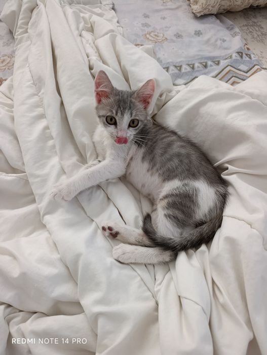 Котенок в добрые
