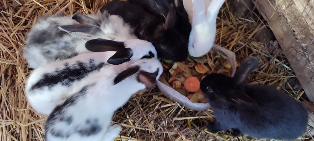 Продою кролики 2 месечны