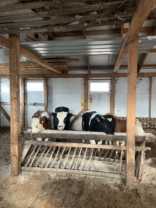 Vand 4 vitele si un tauras