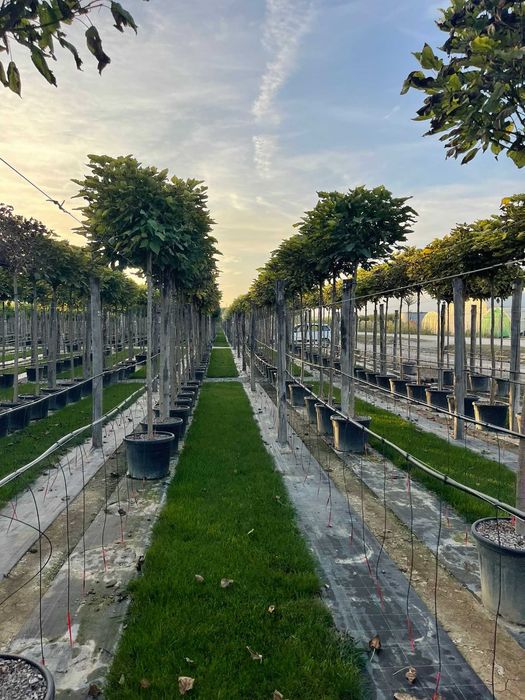 Plante Ornamentale de Top – Preț Negociabil