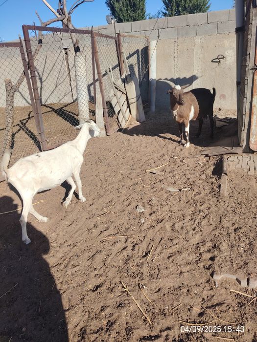 Продаются козы молочные