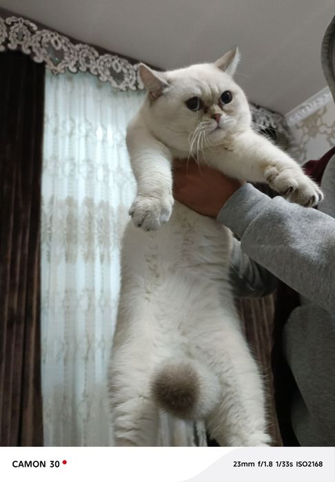 Вязка!    Британ