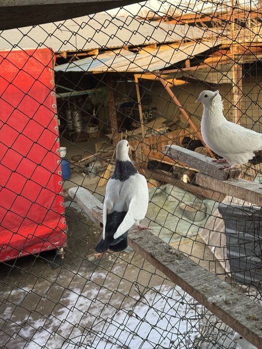 Шейка голубка жук самец бакинцы