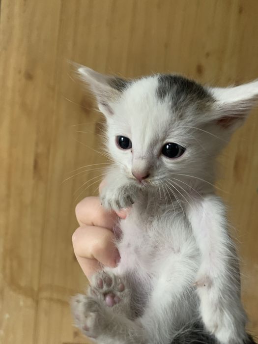 отдам котенка в добрые руки