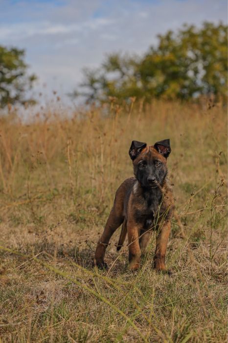 Femelă Belgian Malinois