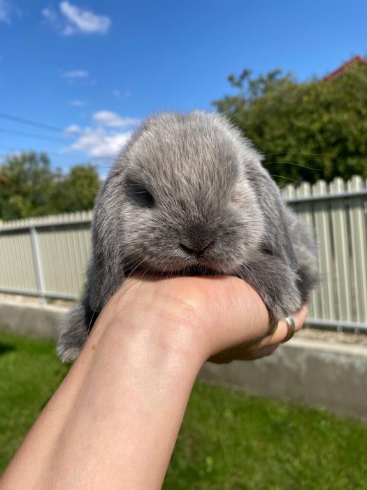 Iepuri pitici de companie mini lop/berbec pitic/holland lop