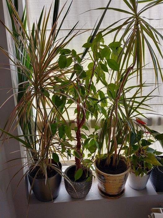 Пет броя цветя: 2  драцени, 2 бенджамина и антуриум