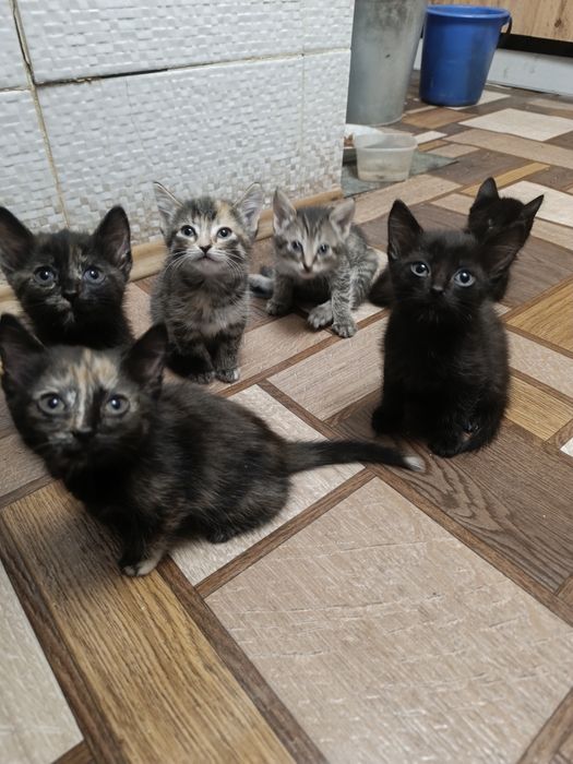 Отдам котят в добрые руки