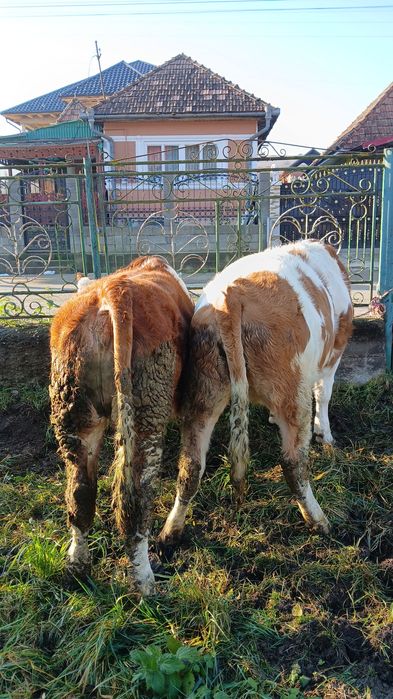 Vând 2 junici de 11luni