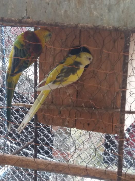 Perusi nimfe zebre australiene hamsteri veverite gerbili