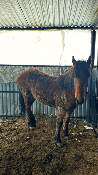 Семиз тай сатылады
