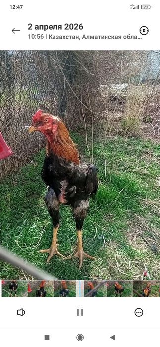 Дакан, шпарист. Хорош.