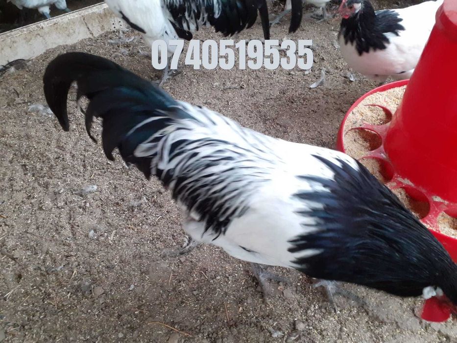 Vand oua pentru incubat de lakenvelder. lakenfelder.