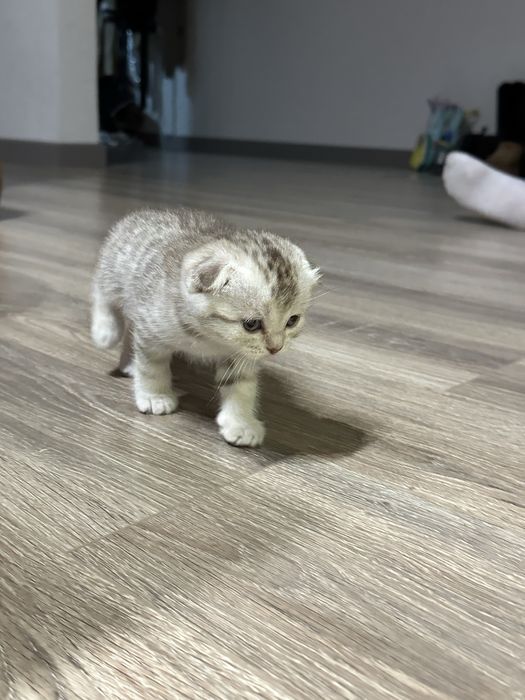 Шотландская вислоухая