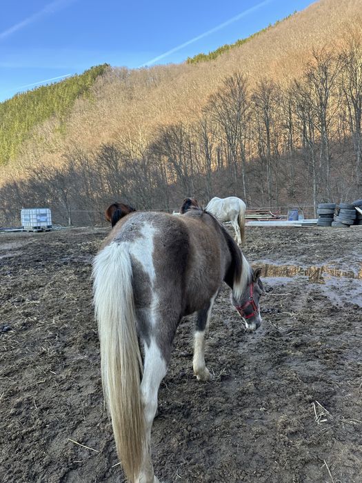 Vând mânz de 2 ani!