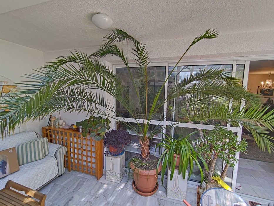 Две растения - канарска финикова палма и юка