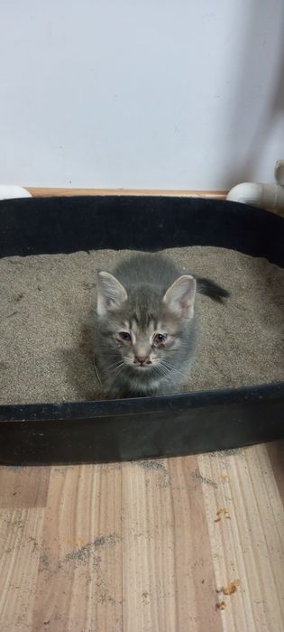 Продаються котята красивые, очень игривые. Доставка платная.