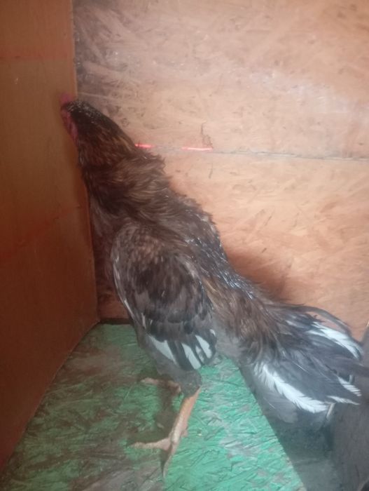 Продам срочно даканов