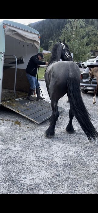 Коневозка перевозка лошадей