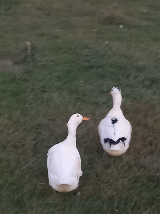 Vând rate și gascani