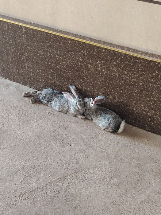 Quyon sotiladi 3 oyli