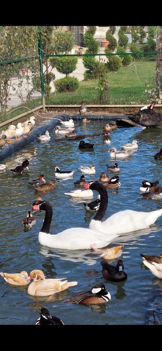 Vând Lebede Negre