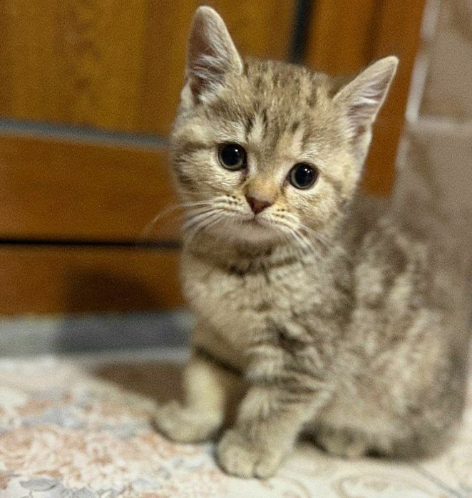 Шодландский Скоттиш Страйт сотилади