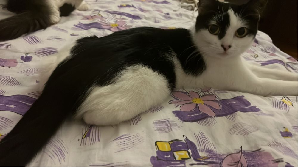 Отдаю кошечку, срочно