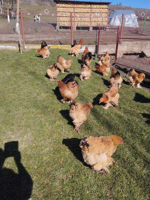 Oua găini Brahma de vanzare