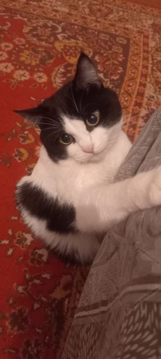 Ищем кошечку на вязку